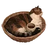 🐈