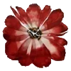 🌺
