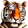 🐯