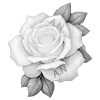 🌹