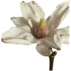 🏵
