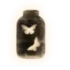 🦋