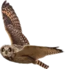 🦉