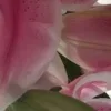 🤩