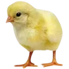🐥