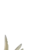 🪽