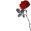 🌹