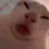 😋