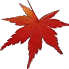 🍁