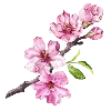 🌺