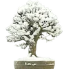 🌲