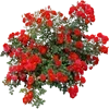 🌹