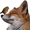 🦊
