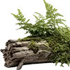 🌿