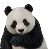 🐼