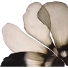 🏵