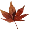 🍁