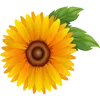 🌼