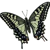 🦋