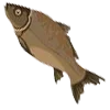 🐟