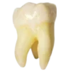 🦷