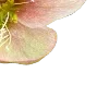 🌸