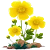 🌼