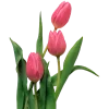 🌷