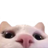 🐱