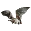 🦇