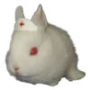 🐰