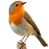 🐦