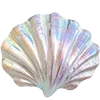 🐚