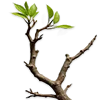 🌿