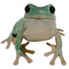 🐸