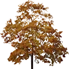 🍁