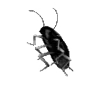 🪳