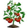 🍅