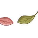 🍁