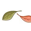 🍁