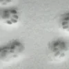 🐾