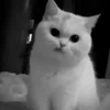 🐾
