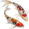 🐟