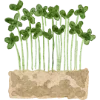 🥦