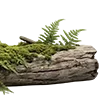 🌿