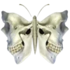 🦋