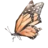 🦋