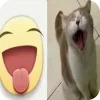 🐱