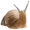 🐌