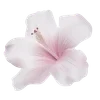 🌸